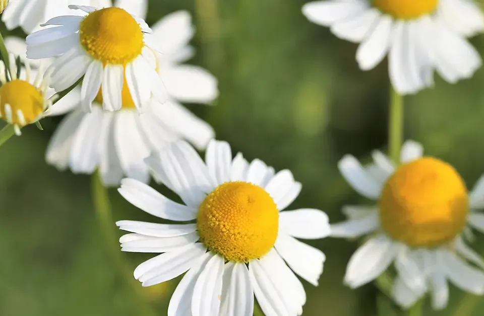 Chamomile