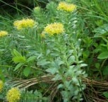 Rhodiola Rosea